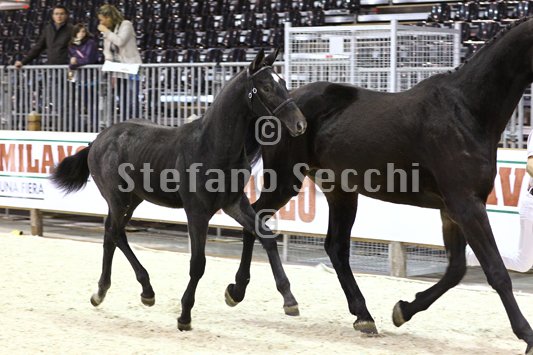 BELLY DANCER_MILANO_2010_SS3_7842.jpg